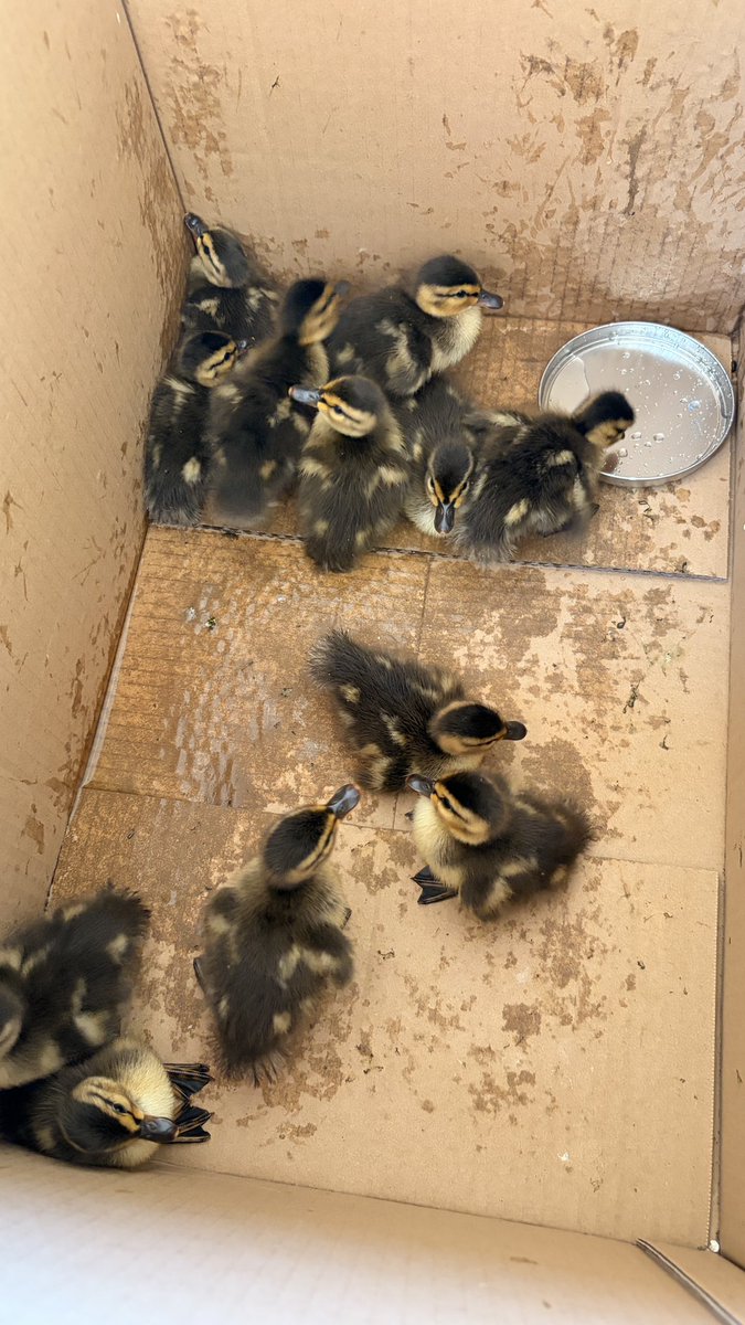 the conspiratorial 17 tweet media