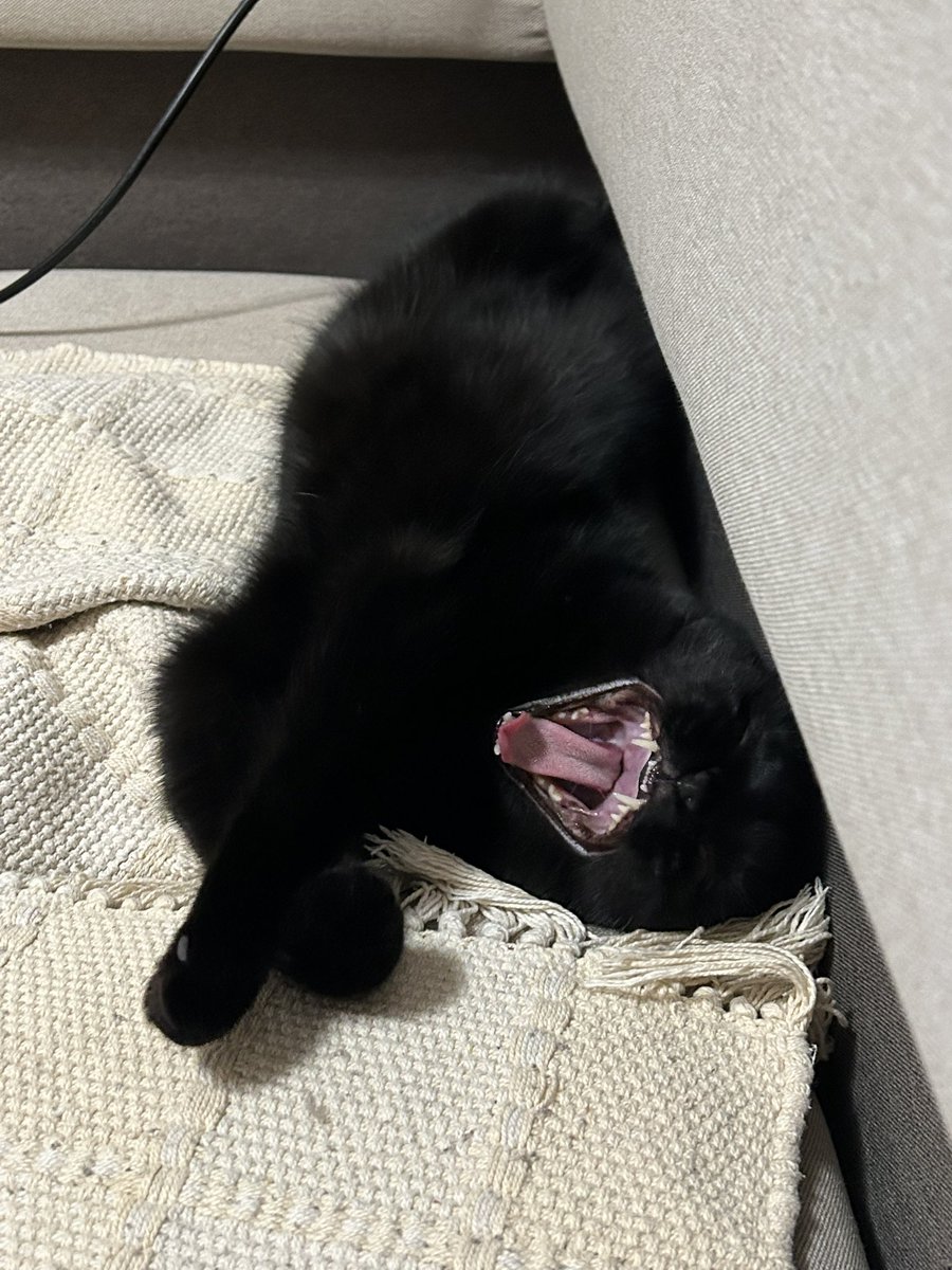 flokyfunky's tweet photo. Floky might be possessed by Venom

#catmeme #catnaptwt #CatLife https://t.co/HLZ8SerFx7