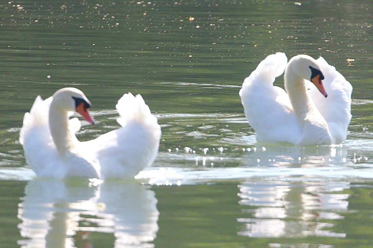 @djip ♦️🕊📸 tweet media