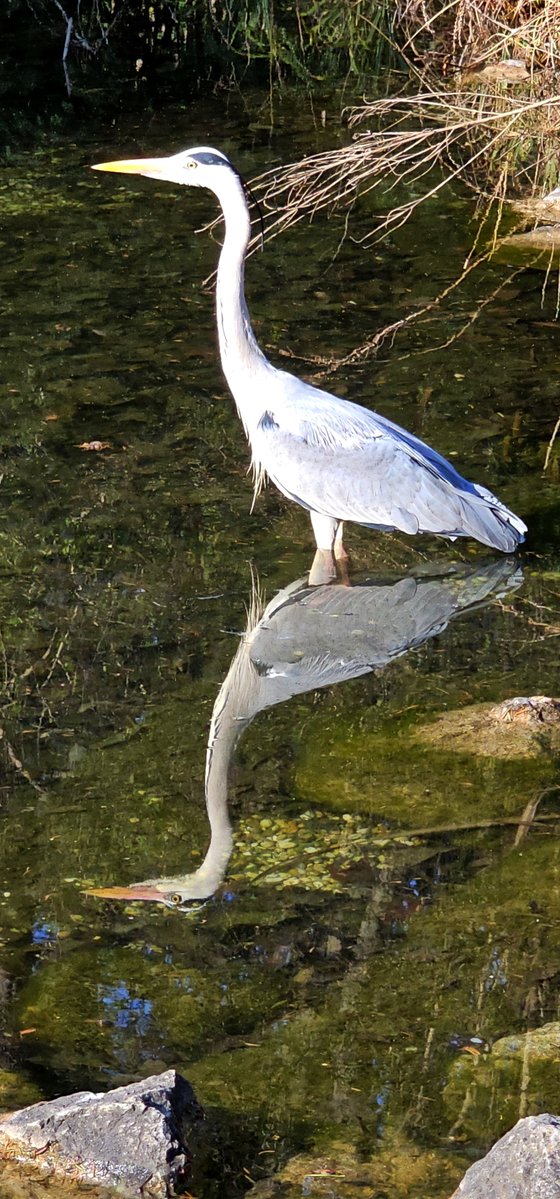 S. Lustig tweet media