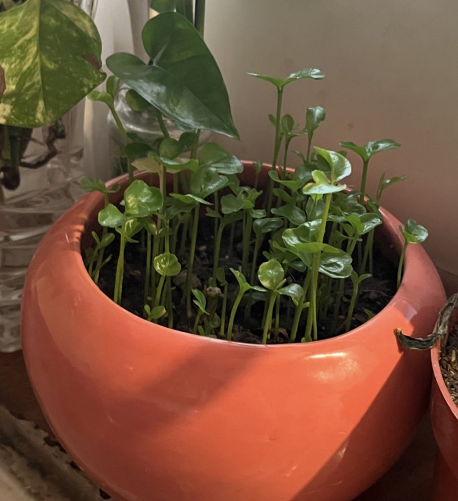 summer🐈 tweet media