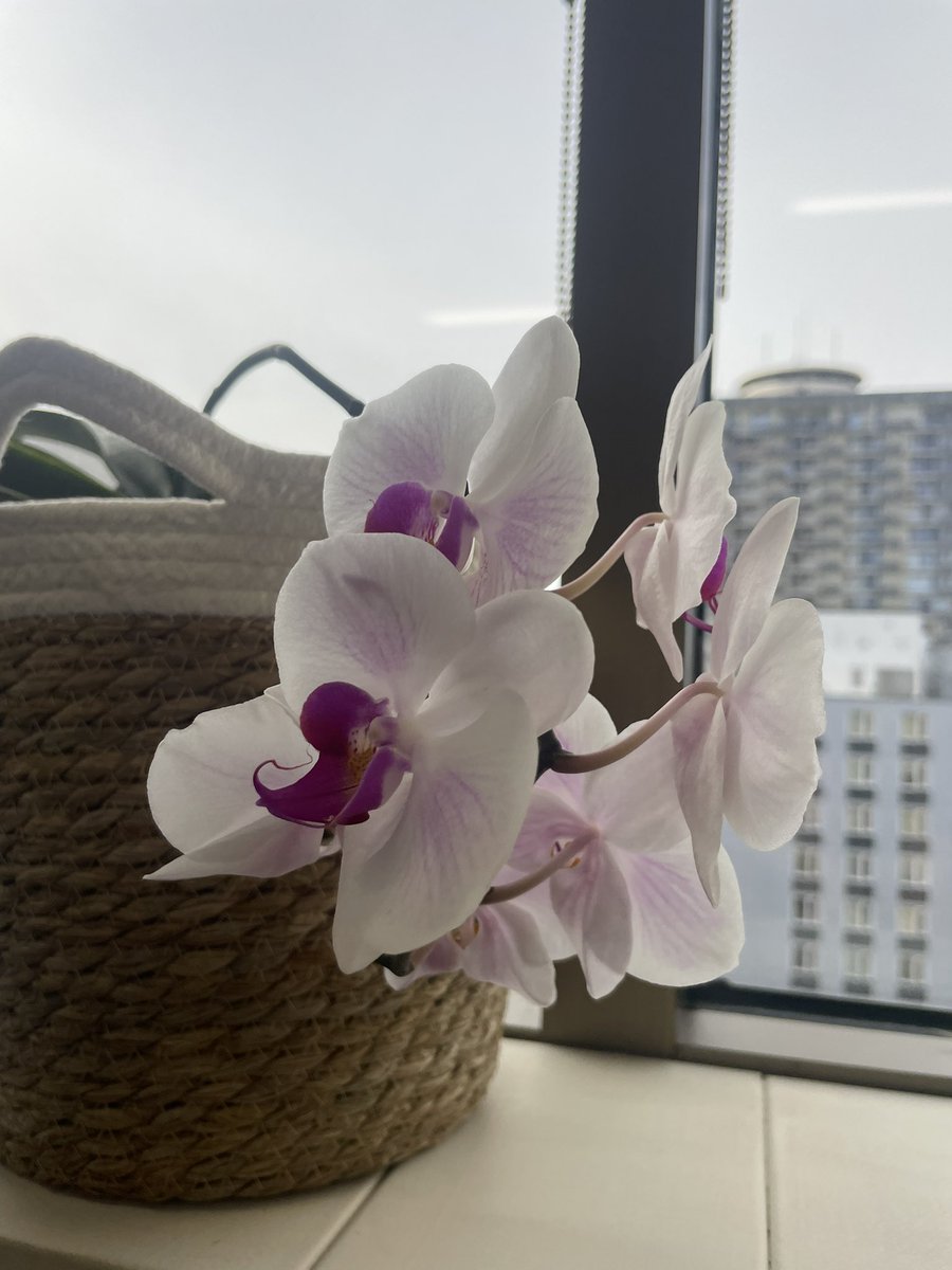 (mei)sk🪭de(mei)sque tweet media