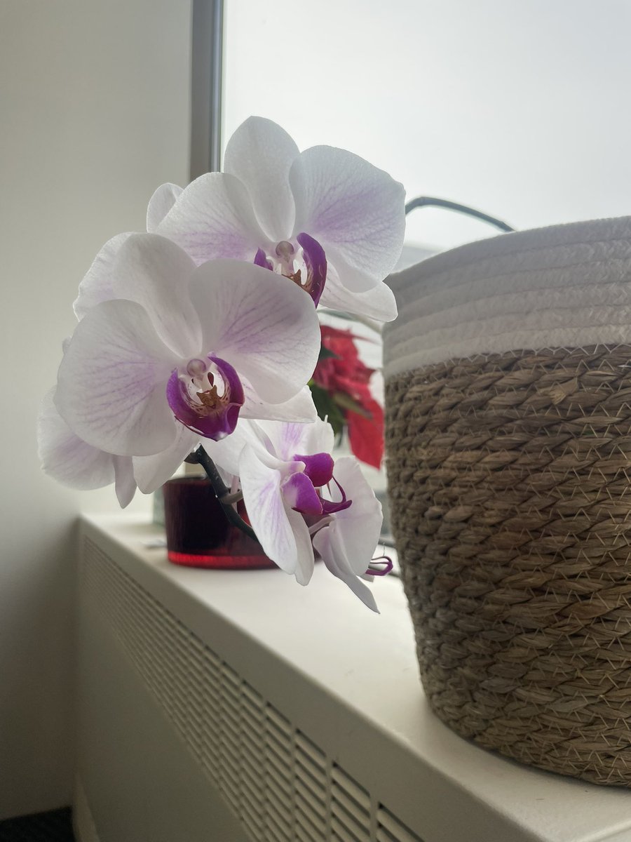 (mei)sk🪭de(mei)sque tweet media