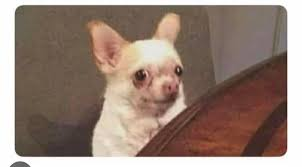 ApostaDogs tweet media