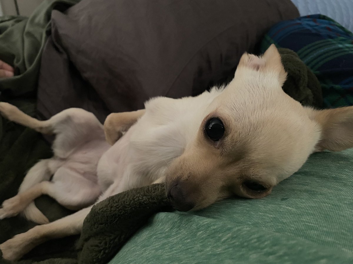 gecko 🌼🐌 tweet media