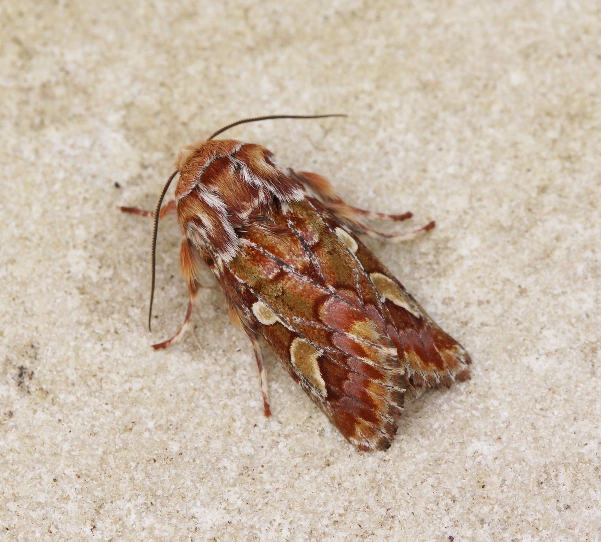 Ben Sale tweet media