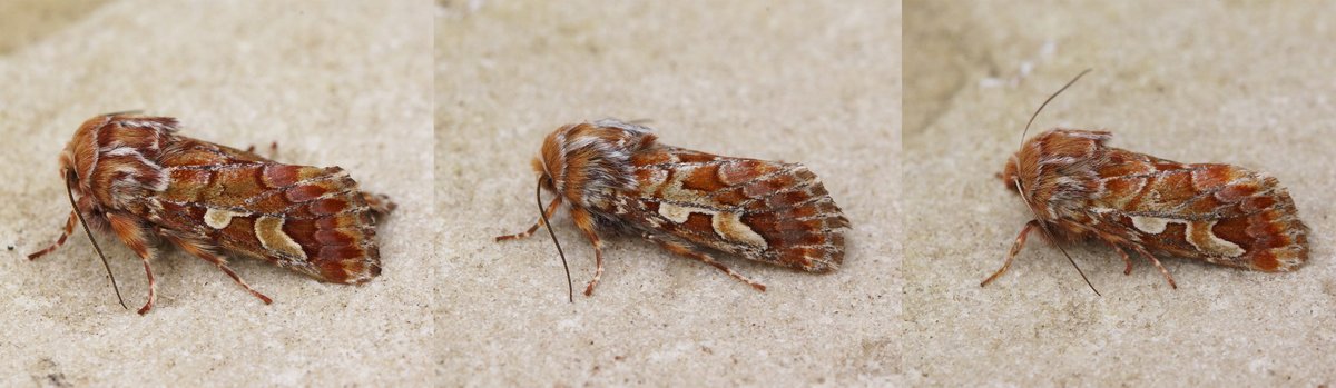 Ben Sale tweet media