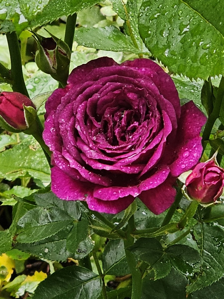 The Renaissance Garden Guy tweet media