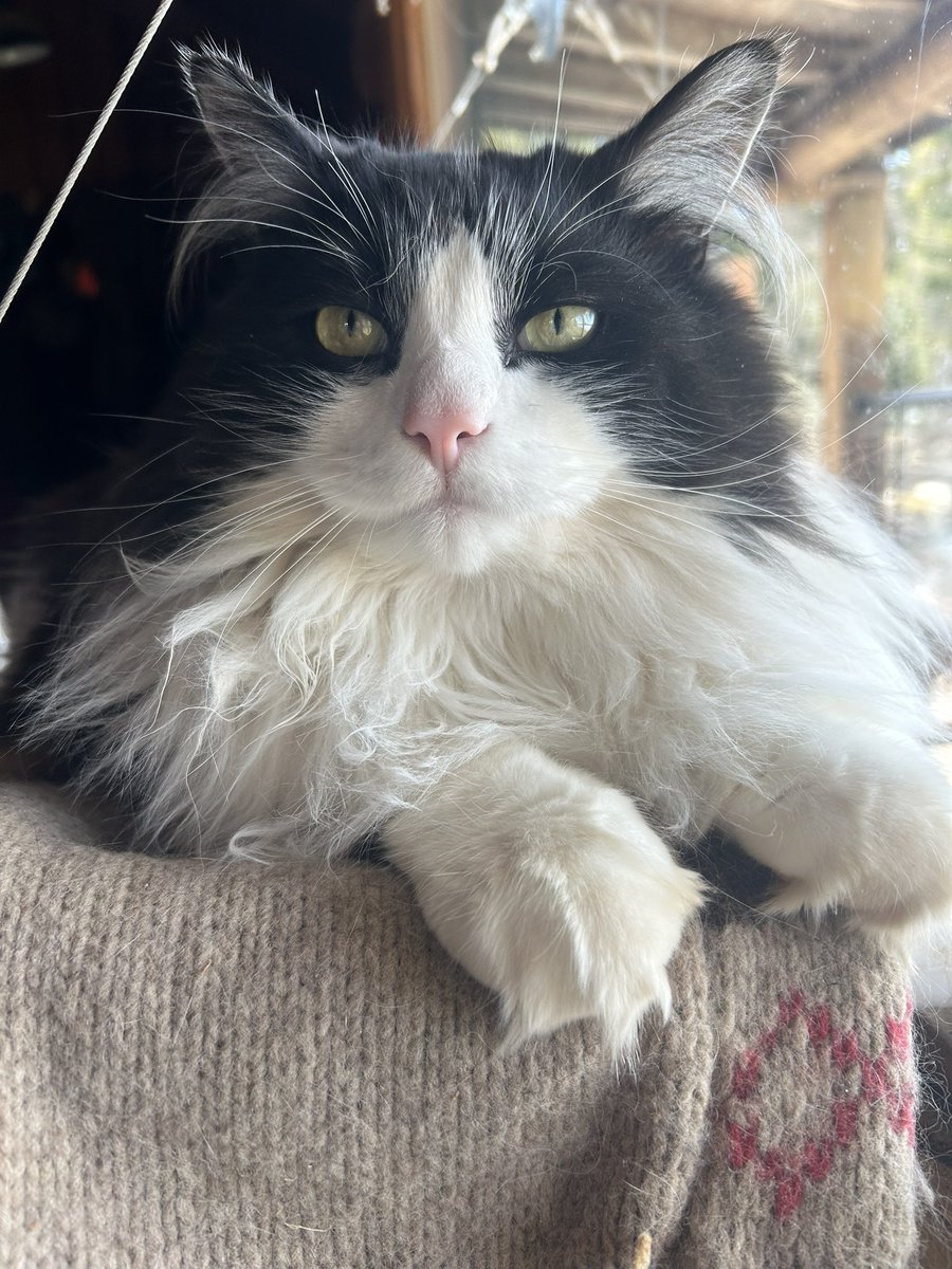 🐺OA 𐎫𐎨𐎫𐎨𐏂𐎧 Summum Bonum 🦌 tweet media