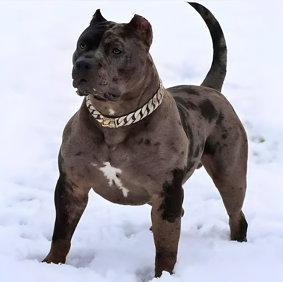 Nombre para este hermoso cachorrito? ❤️🥰