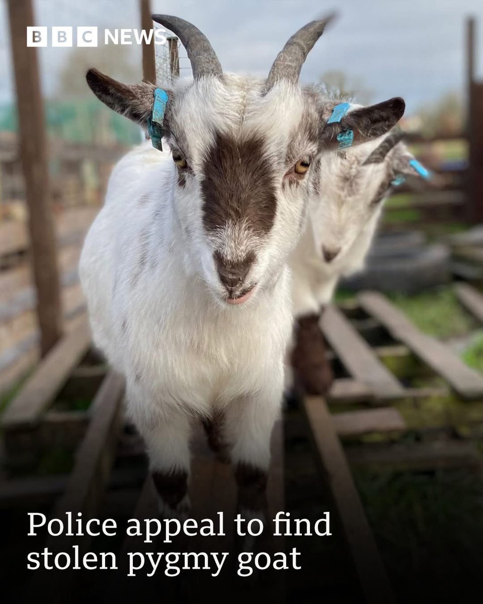 dominic dyer tweet media