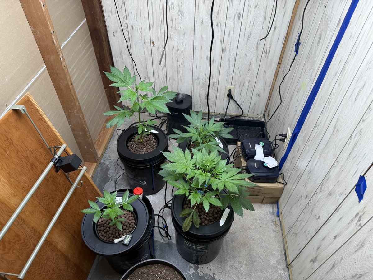 sunsetcannapies's tweet photo. @Fast_Buds Got her in the bottom right looking awesome only one weird defect on one of the sprouts not sure what it is tbh I’ll update on my page. 🌱 https://t.co/9gtYhOG04j
