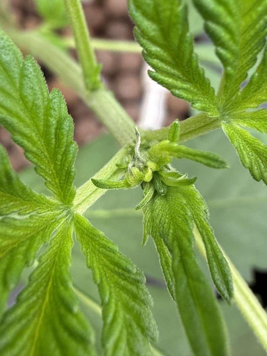sunsetcannapies's tweet photo. @Fast_Buds Got her in the bottom right looking awesome only one weird defect on one of the sprouts not sure what it is tbh I’ll update on my page. 🌱 https://t.co/9gtYhOG04j