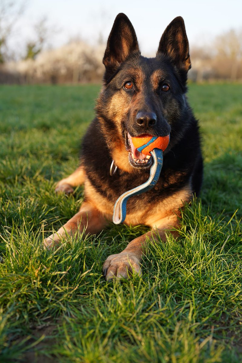 RPD Dixie tweet media