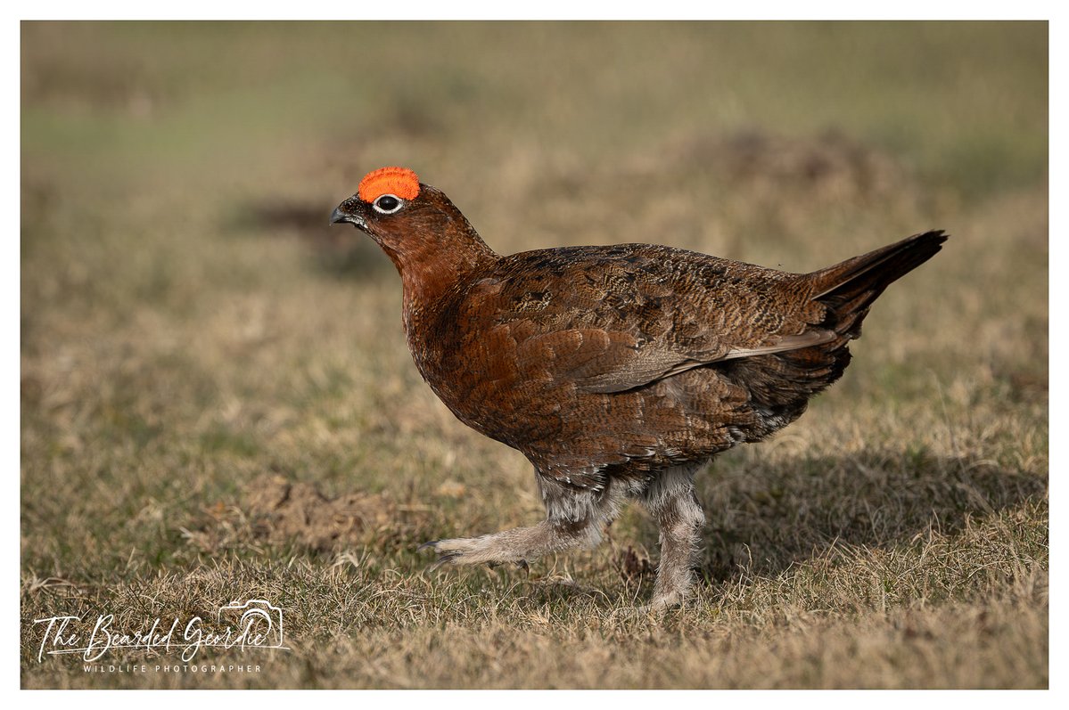 The Bearded Geordie 📷🦉🦅🦌🦡⬛️⬜️⬛️⬜️⬛️⬜️⬛️⬜️⬛️⬜️ tweet media