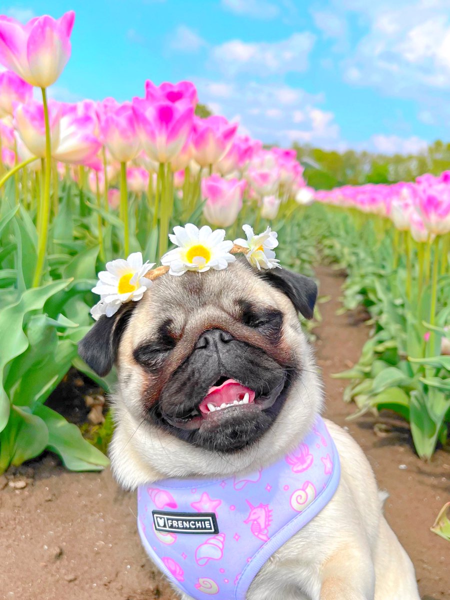 Loulou the Pug tweet media