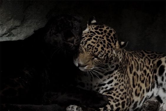 وَهَج tweet media