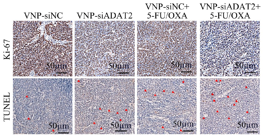 Intestinal Cell News tweet media