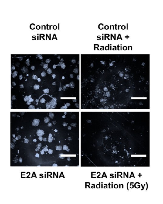 Pulmonary Cell News tweet media