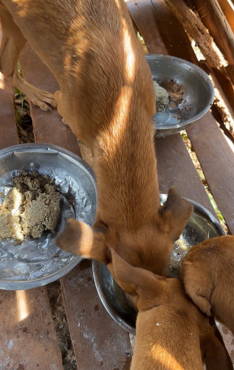 Makayaga dogs shelter tweet media