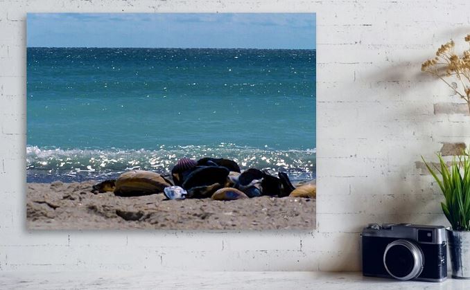 SandiOPhoto's tweet image. Sandi OReilly @sandioreilly&amp;gt;Get Here: sandi-oreilly.pixels.com/featured/sea-s…

#shells #collection #OBX #beach #sand #ocean #outer #banks #digitalpainting #wallartforsale #prints &amp;amp;on #products #popular #buyintoart 

See more #artwork Here:sandi-oreilly.pixels.com