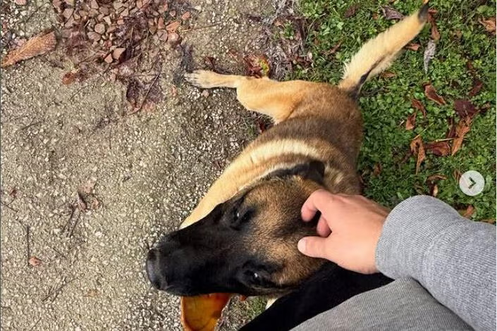 La Ligue Des Animaux tweet media