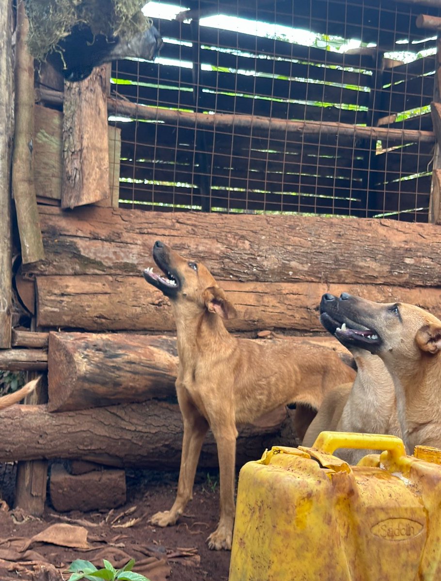 Makayaga dogs shelter tweet media