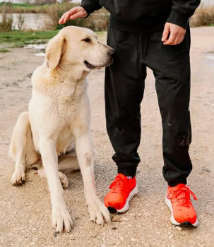 Ας βοηθήσουμε την Άλμπα να βρει το σπίτι που της αξίζει 
press4dogs.blogspot.com/2026/03/blog-p…
#adoptme