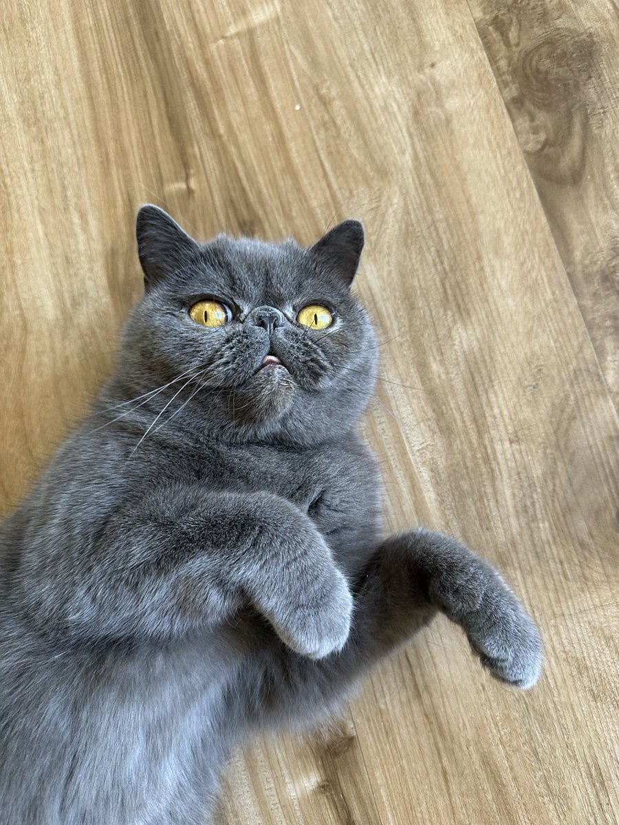 RareGangster tweet media