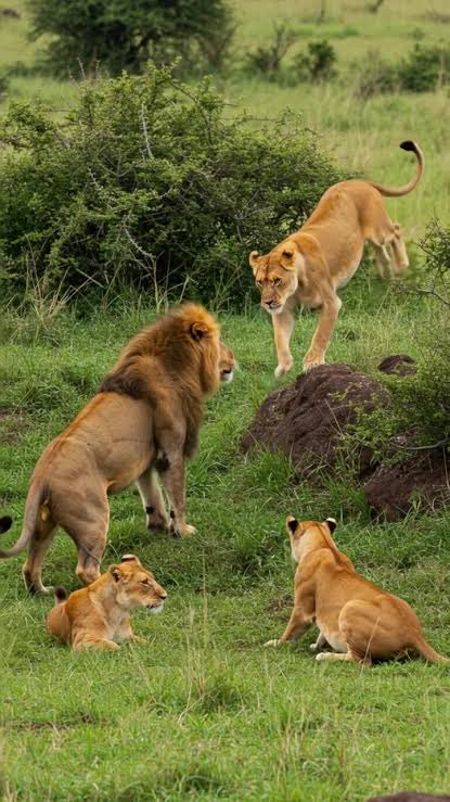 TheRealNomics 😼🚀 tweet media