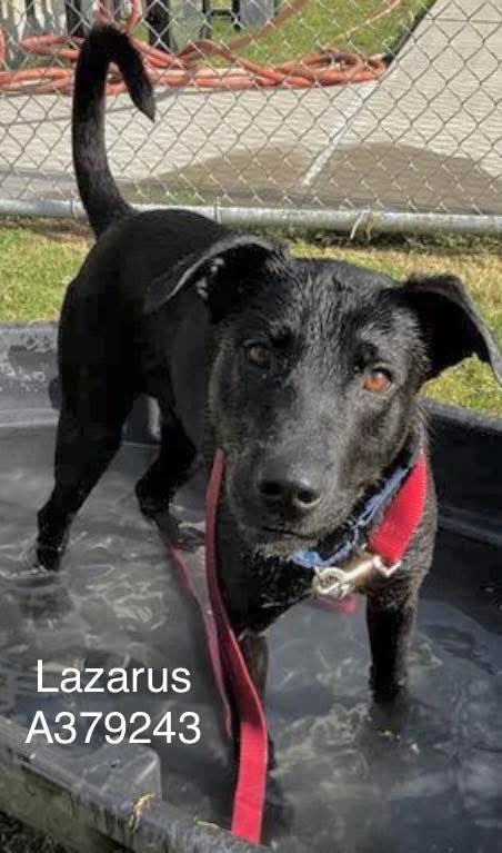 SamfromSpain♥️🐕🦮🐈‍⬛🐈 tweet media