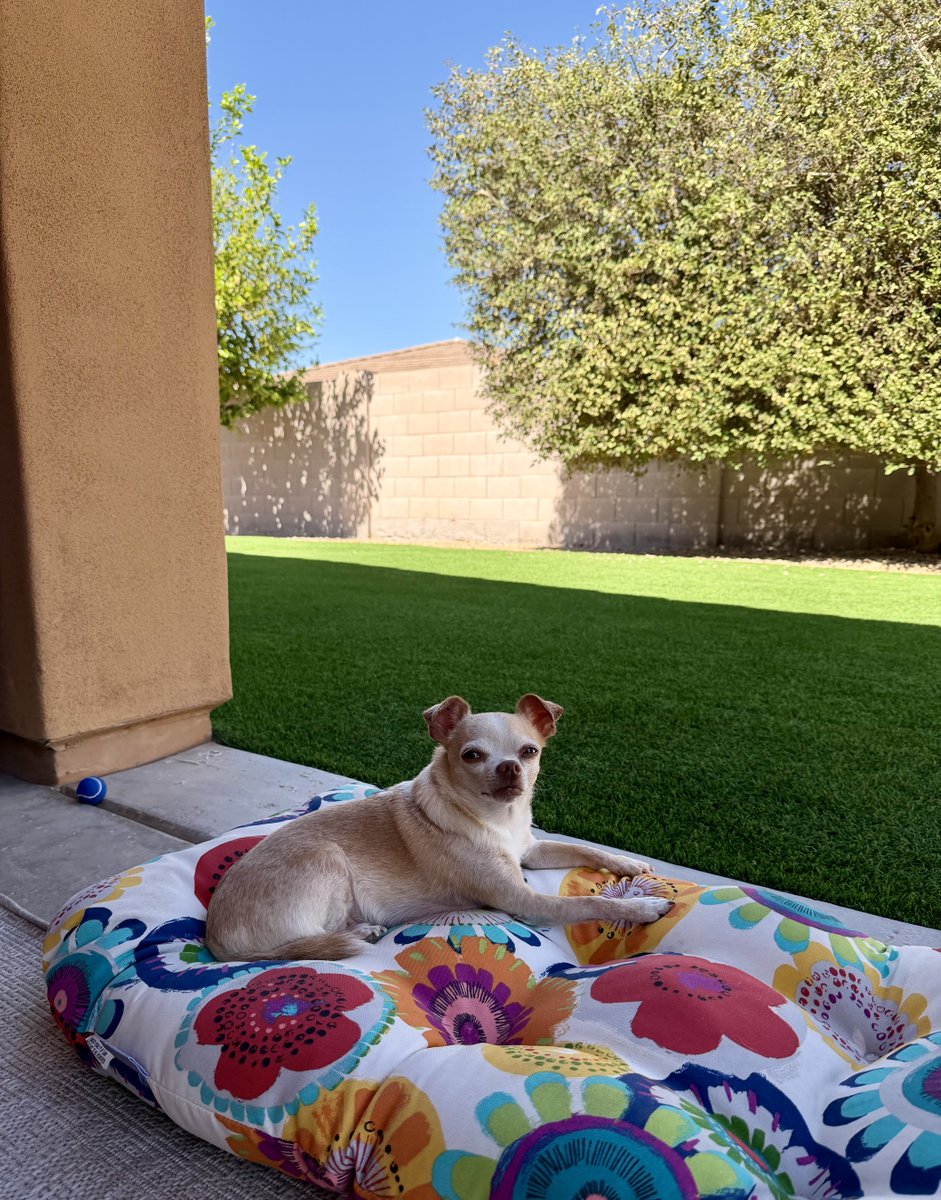 Carlos🐾 tweet media