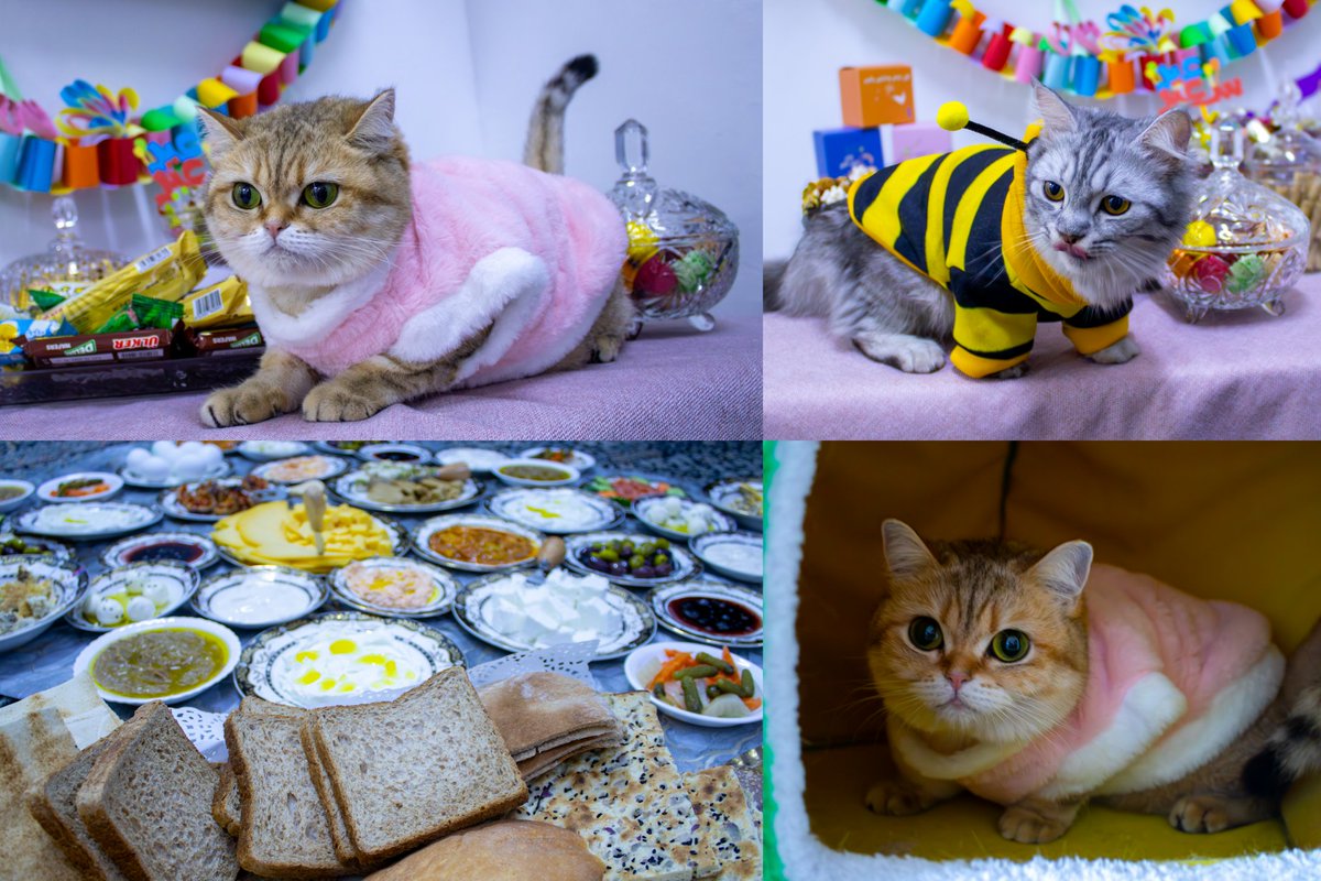 ꜱʜɪʀᴏ ᴄʜɪ 🂡 ᴀʙᴅᴜʟʀʜᴍᴀɴ tweet media