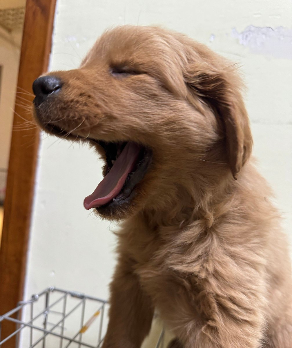 Honourable kmp tweet media