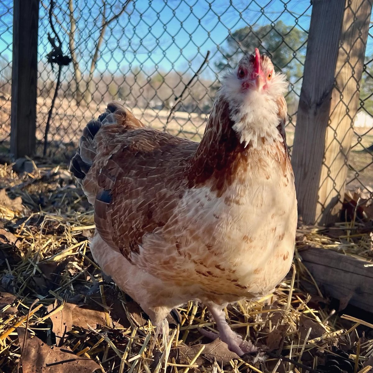 Ringmaster_Nero tweet media