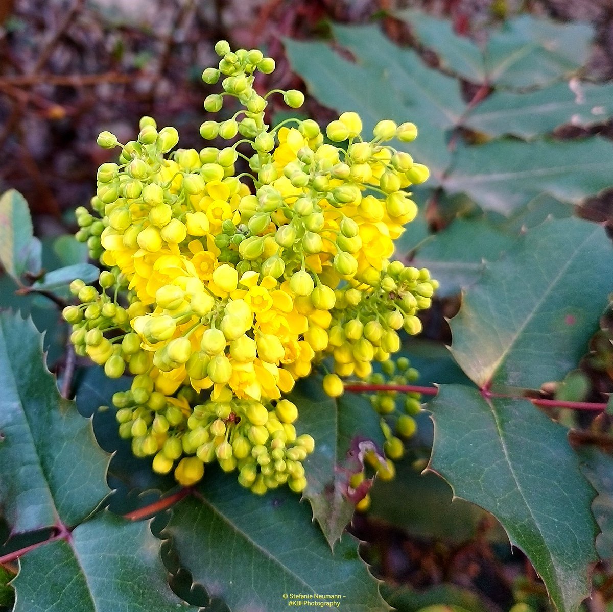 Stefanie Neumann tweet media