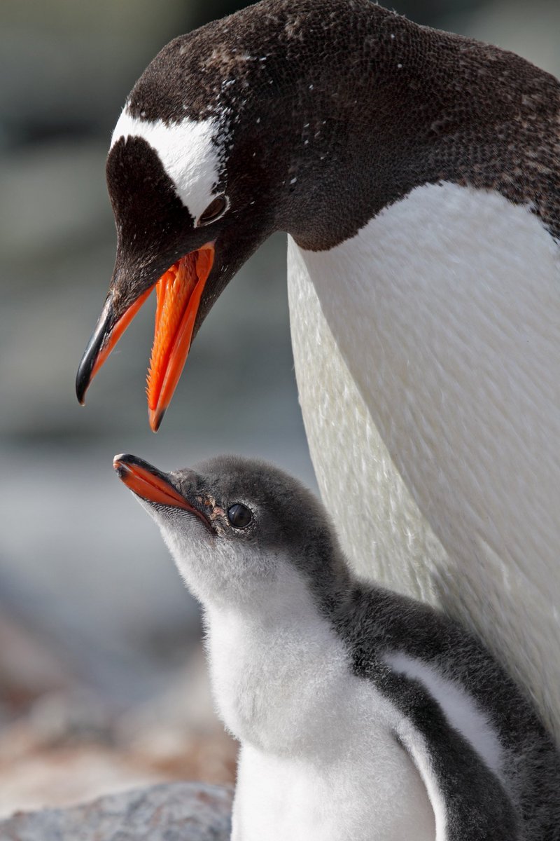 The Dictionary tweet media