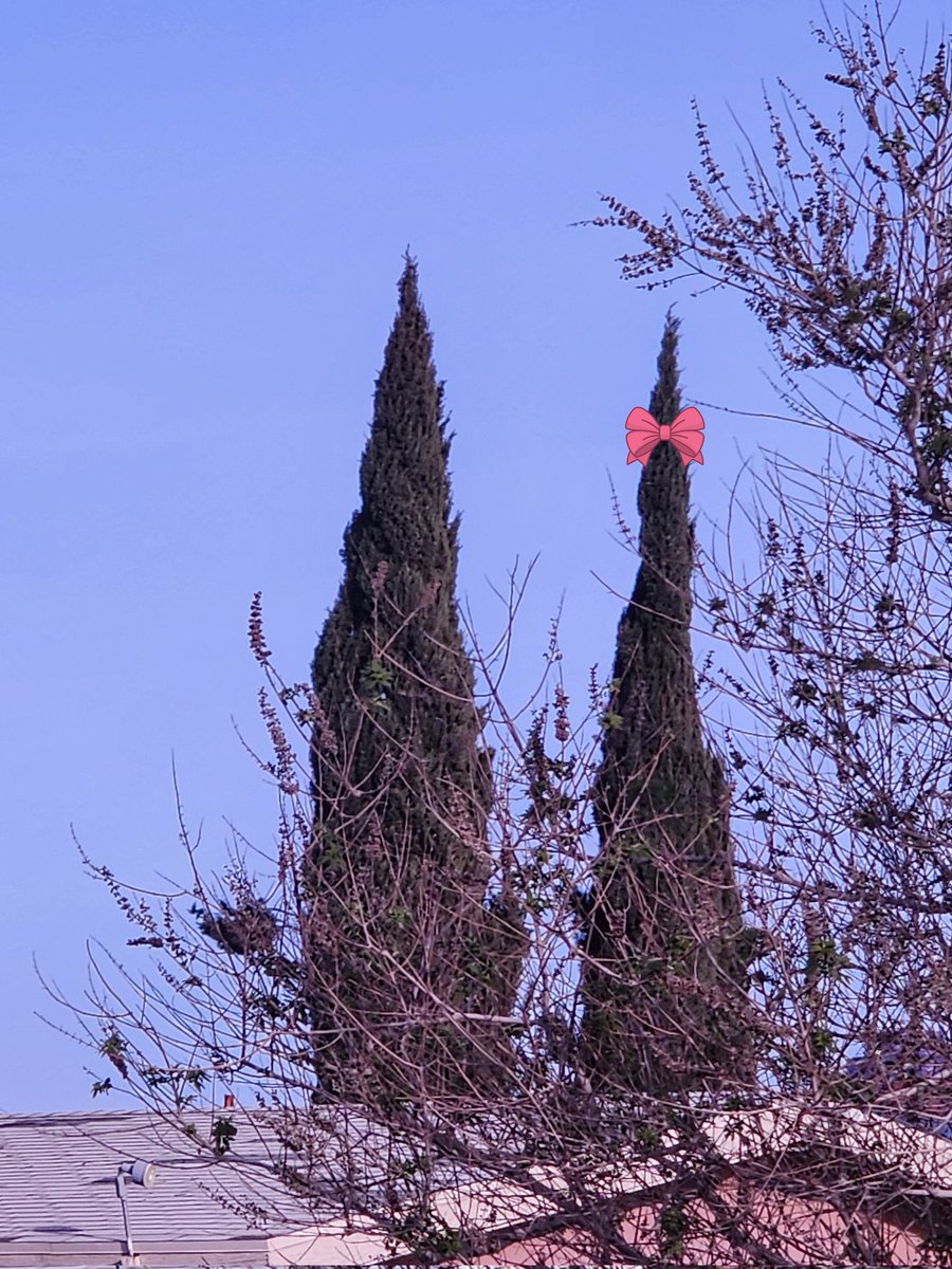 Bella 🎃 tweet media