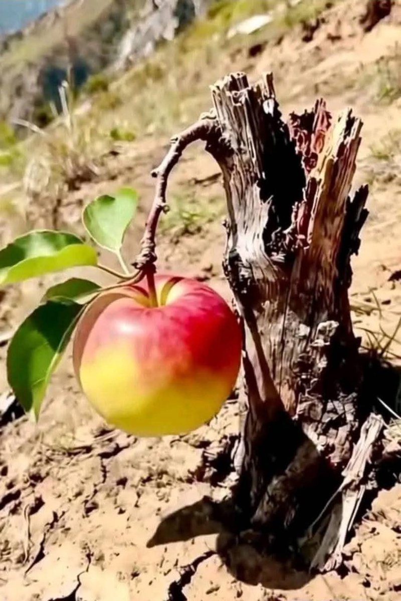 LobiNzambe's tweet photo. Cette jolie pomme née de ce bout de bois sec me fait penser à la résilience. Continuer d'avancer, refleurir et renaître de ses cendres. 
Envers et contre tout...❤️💛 https://t.co/YFAWNgcvfI