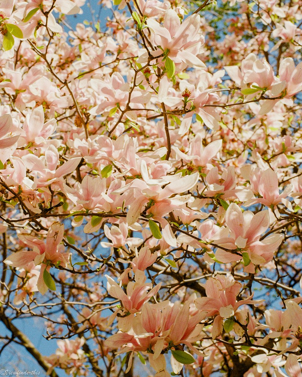 viewfinderthis's tweet photo. NYC Spring on Film https://t.co/4Dhdbq8U49