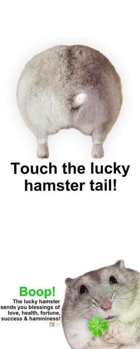 WholesomeMemes tweet media