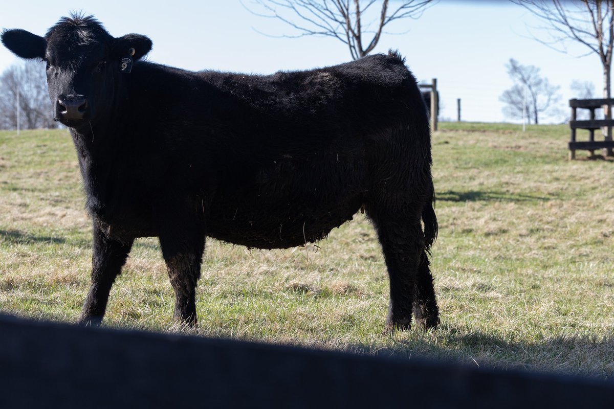 Russet Perry tweet media