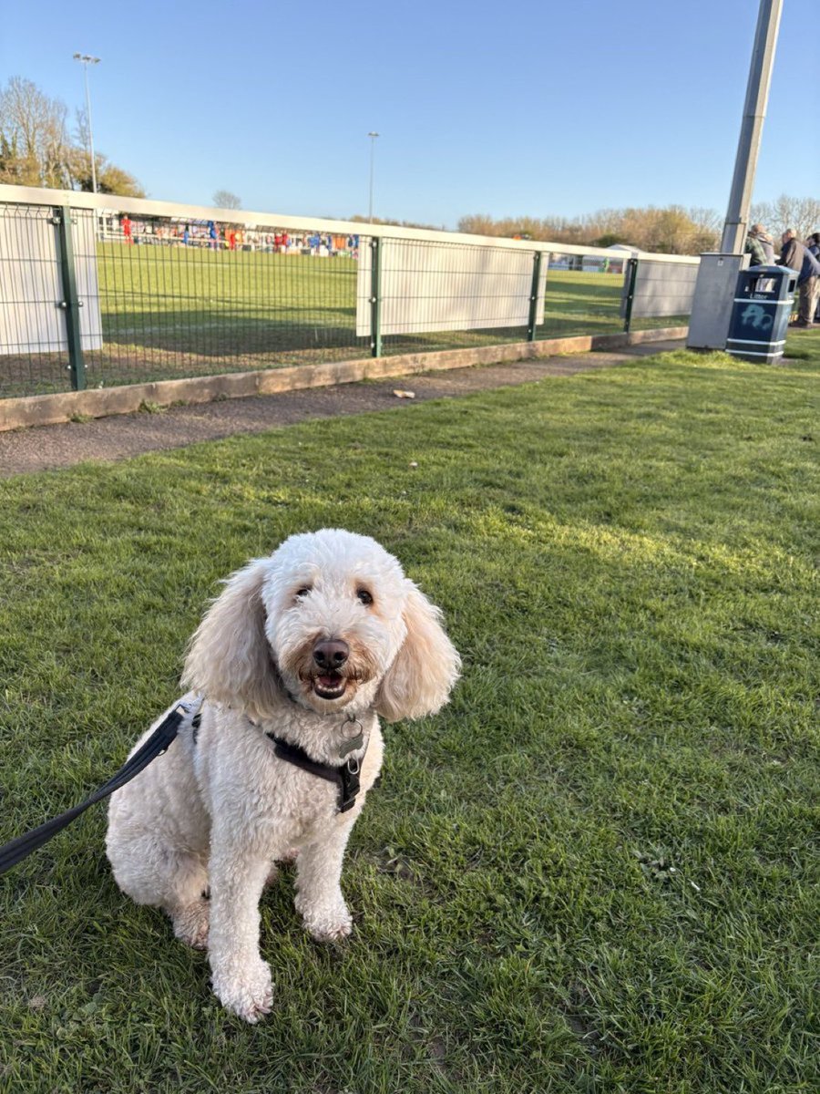 nonleaguedogs tweet media