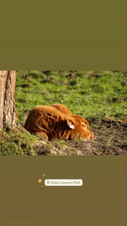 Friends of Pollok Country Park tweet media