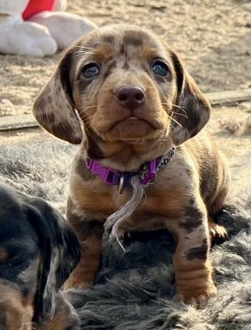 Peter ter Horst tweet media