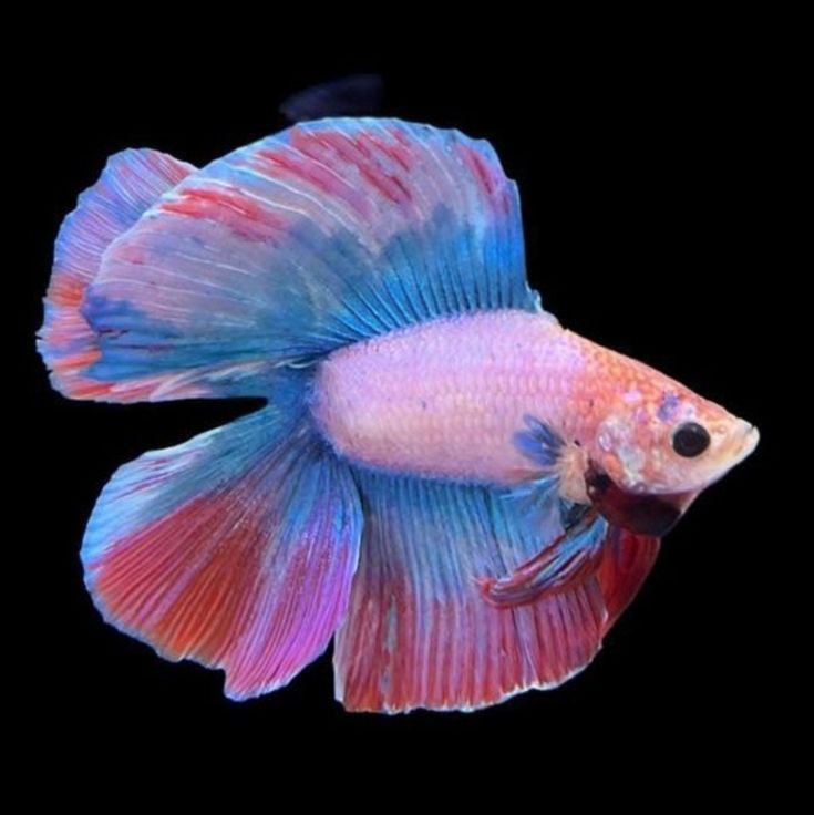 ليز💤 tweet media