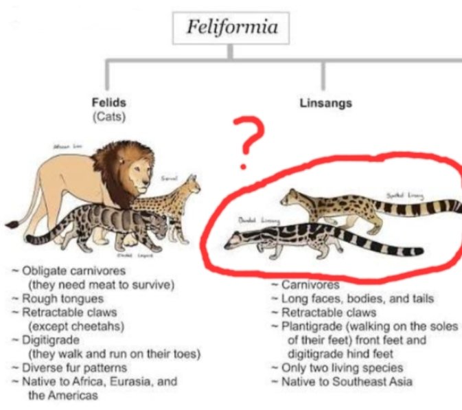 shadoomf🪲🇵🇸(homunculus enjoyer) tweet media