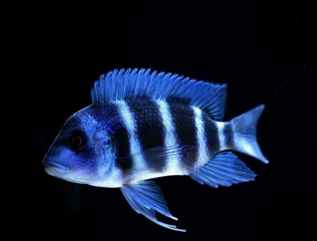 ليز💤 tweet media