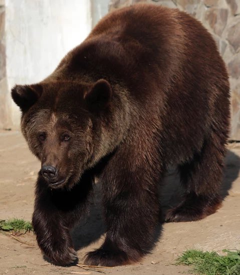 Bear Of The Day! tweet media