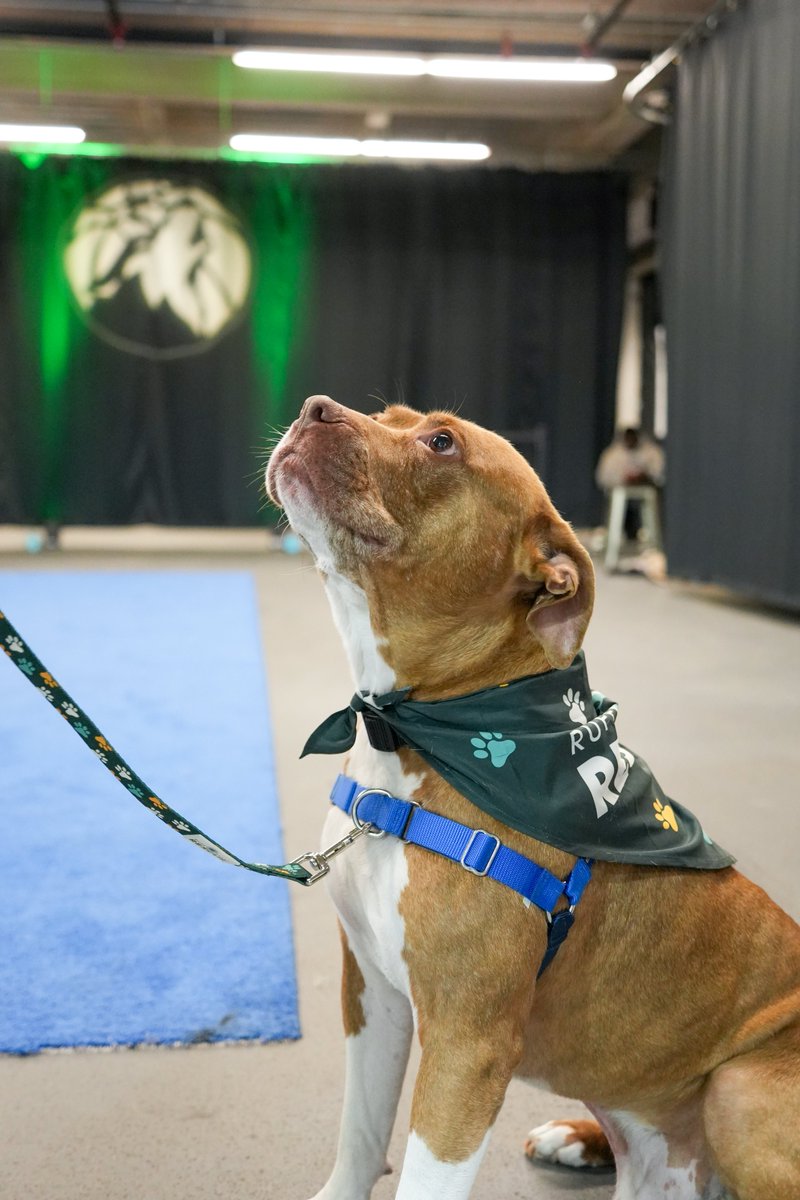 Ruff Start Rescue tweet media